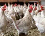 नेपालगञ्जमा बर्ड फ्लु जोखिमपछि उच्च सतर्कता